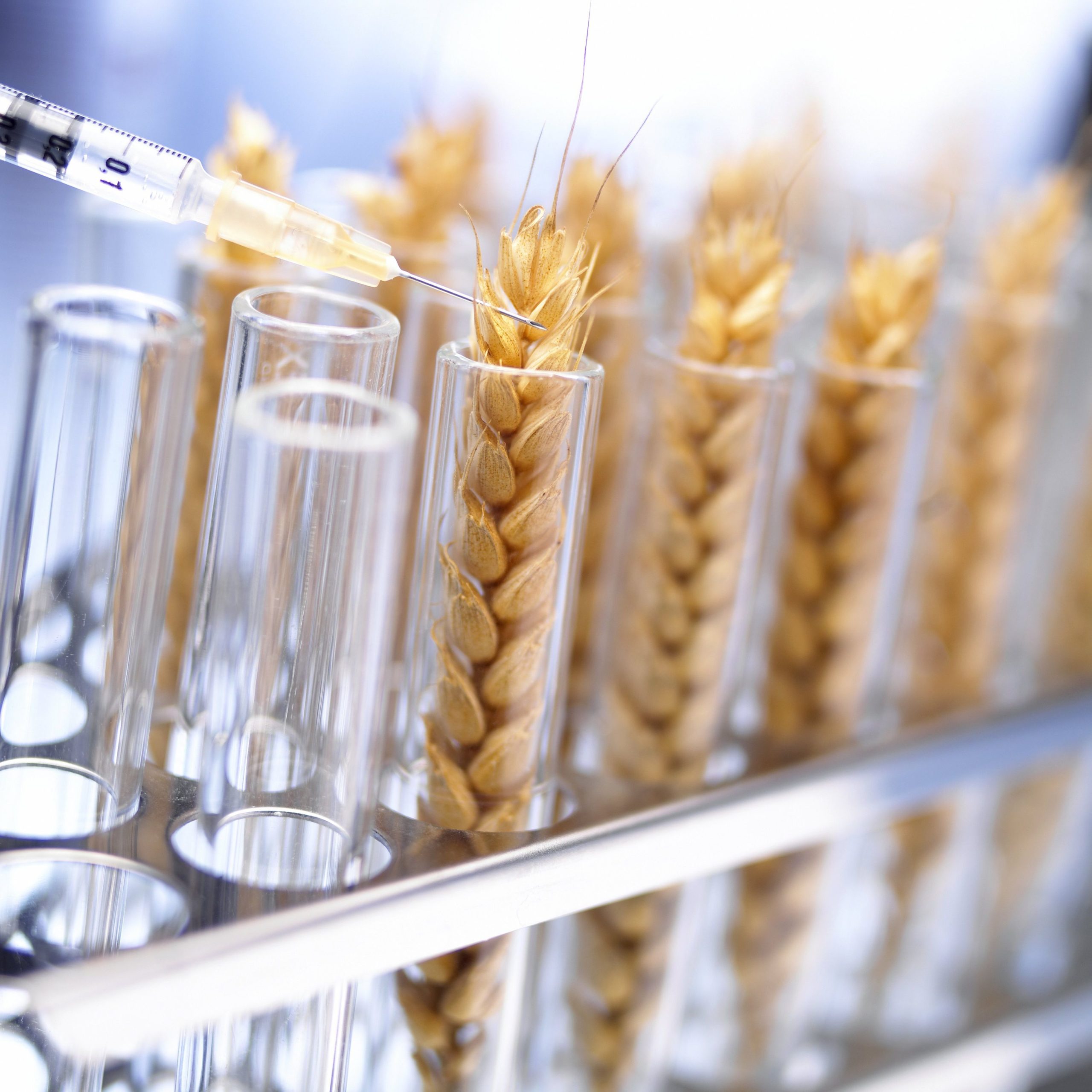 Argentina has approved HB4 drought-resistant GMO wheat by biotechnology firm Bioceres SA, the company and the government said on Wednesday, making it the first country in the world to approve a strain of GMO wheat.