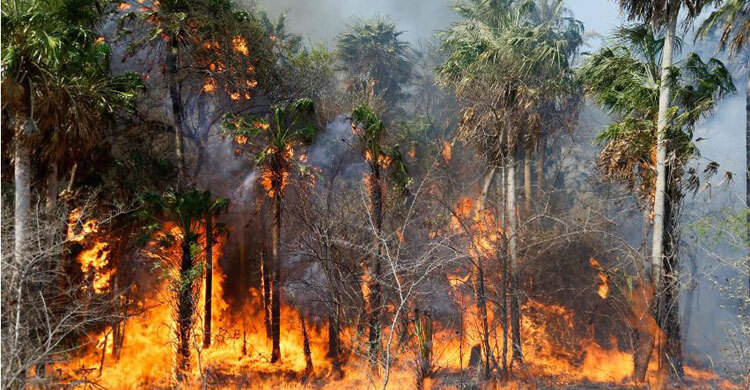 Paraguay’s Congress declared a national emergency on Thursday, October 1st, as forest fires raged, burning vast swaths of the Chaco dry forest, home to sprawling cattle ranches, jaguars and many indigenous tribes.