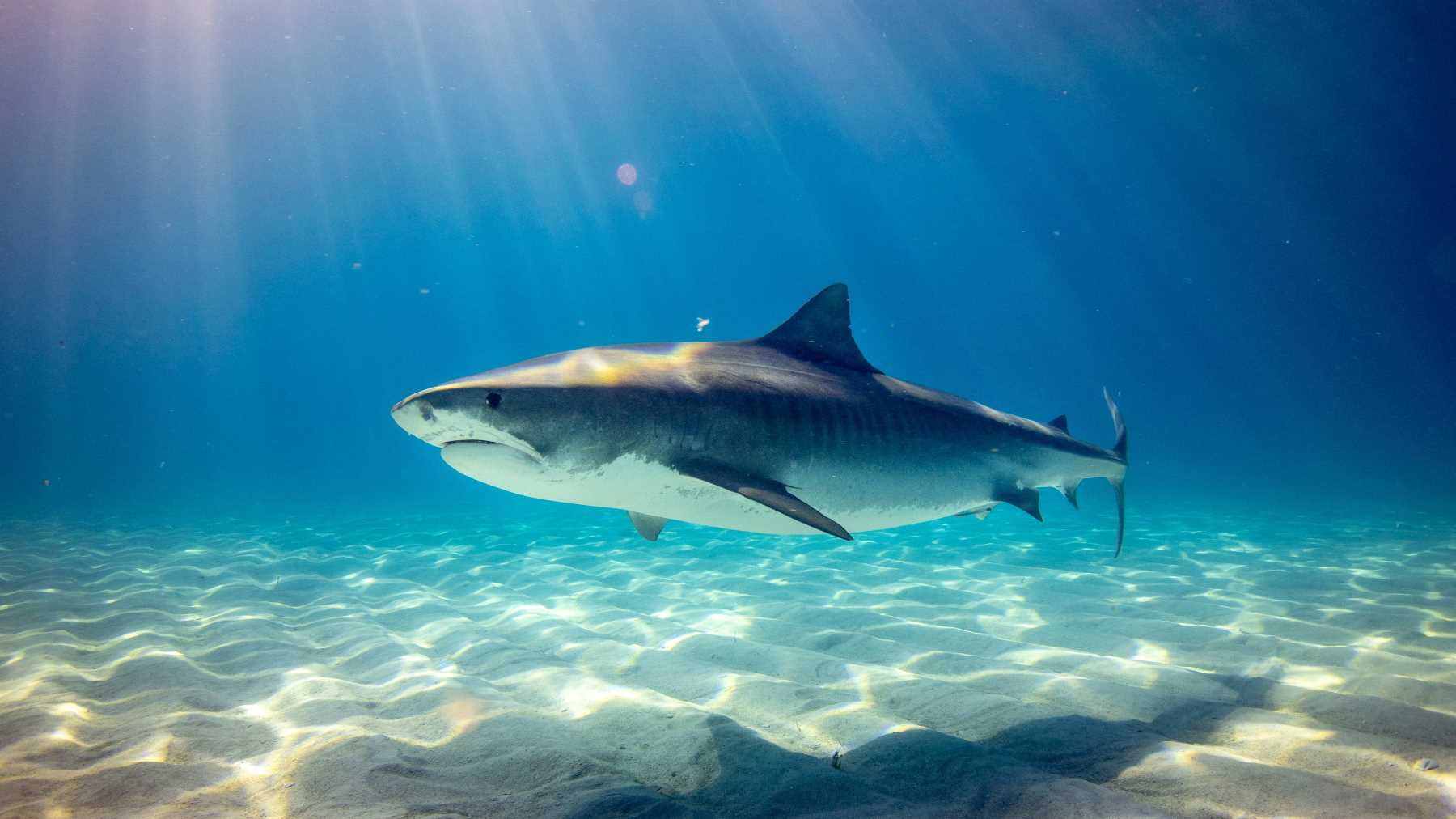 Shark Allies, an organization dedicated to the conservation of sharks, said that up to three million specimens are caught every year simply to extract the aforementioned substance.