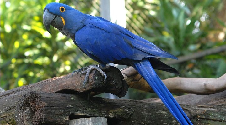 arara-azul-feat
