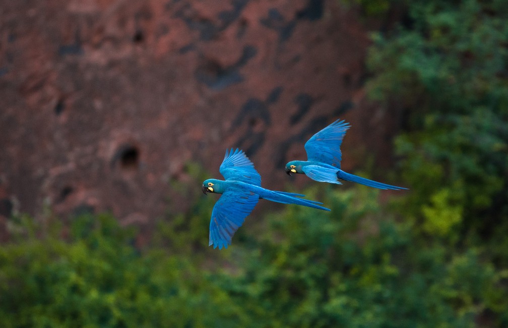 The blue macaws may be back on the list of endangered species.