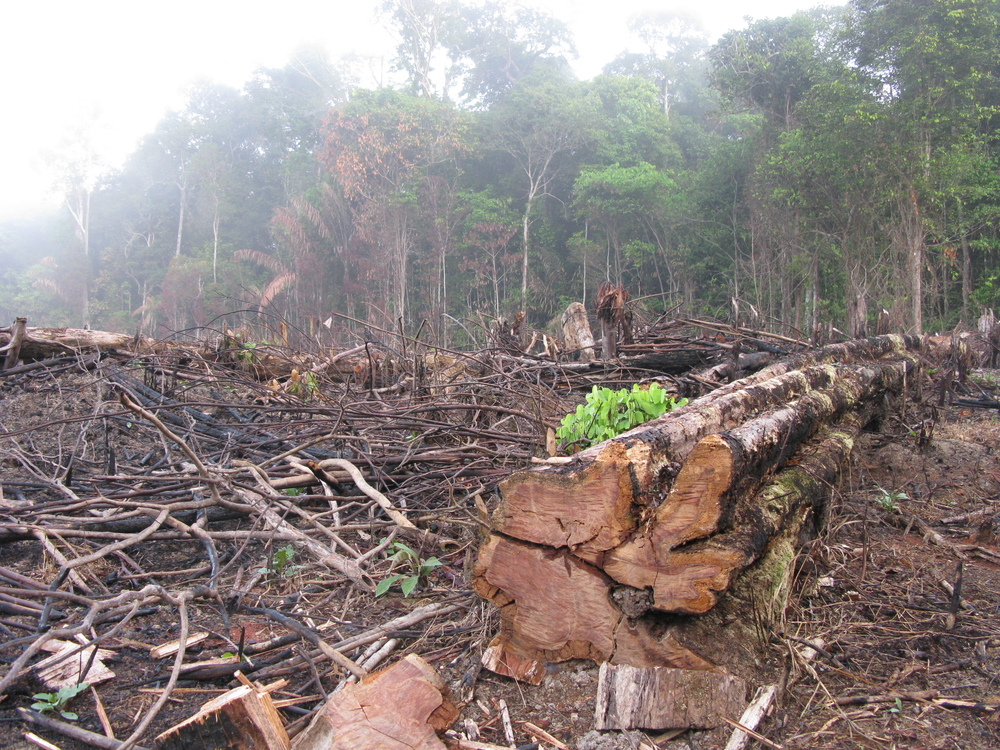 The Amazon is one of the greatest heritage of our country and of humanity. Some economic sectors rely directly on the standing forest. Agribusiness relies on the rains produced by the Amazon. For companies that value and invest in Brazilian biodiversity, such as Natura, preserving the forest and maintaining a healthy relationship with local communities is paramount.