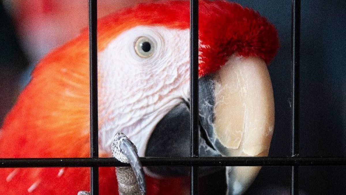 Another action to be considered points directly to the purchase and sale of exotic, legal, and illegal species.