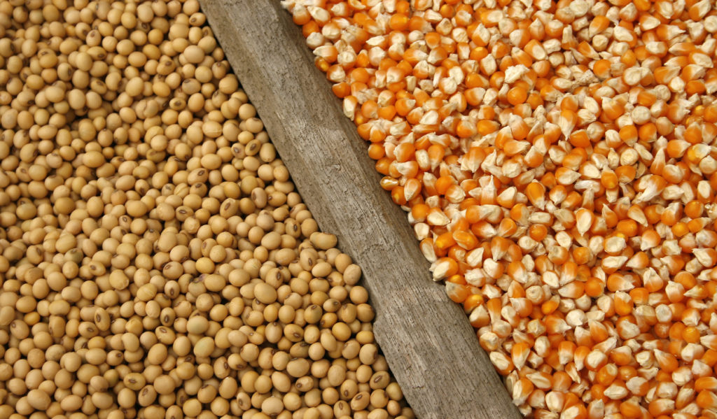 Soybean meal and soy oil imports will also be exempt along with soy imports until Jan. 15, 2021, while corn imports will cease paying the tariffs until March 31, 2021, the ministry said in a statement.