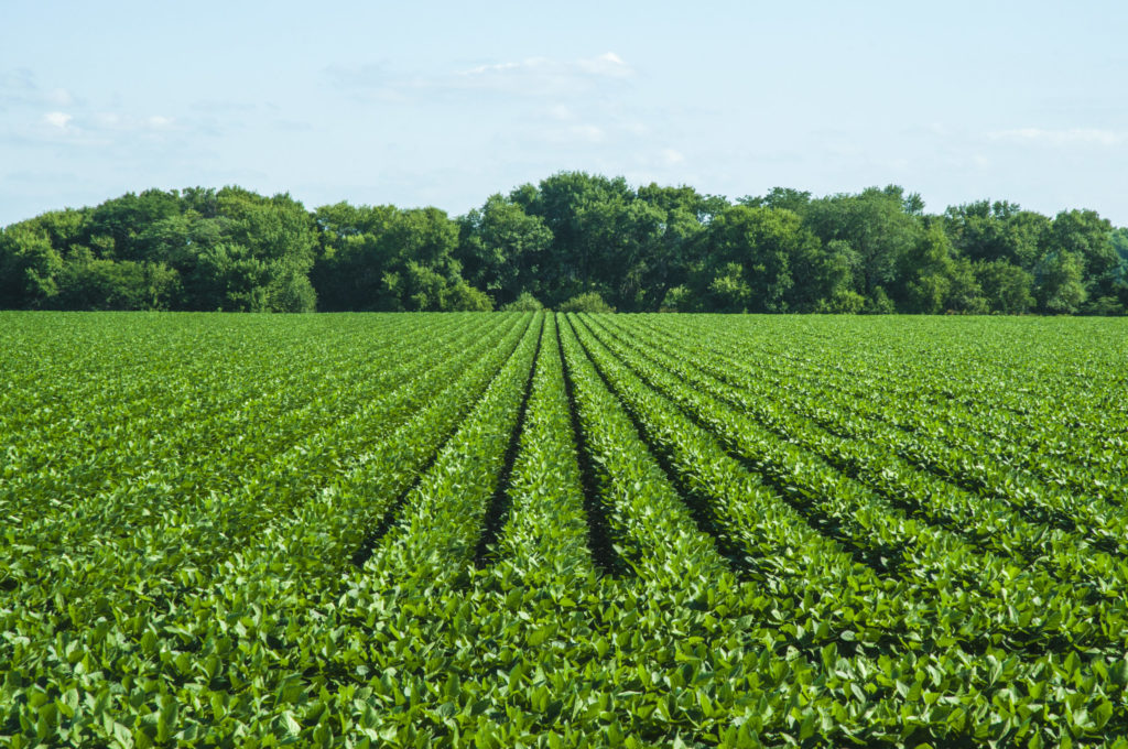 Brazilian soybean farmers have planted 23 percent of the estimated 2020/2021 crop through Thursday of last week.