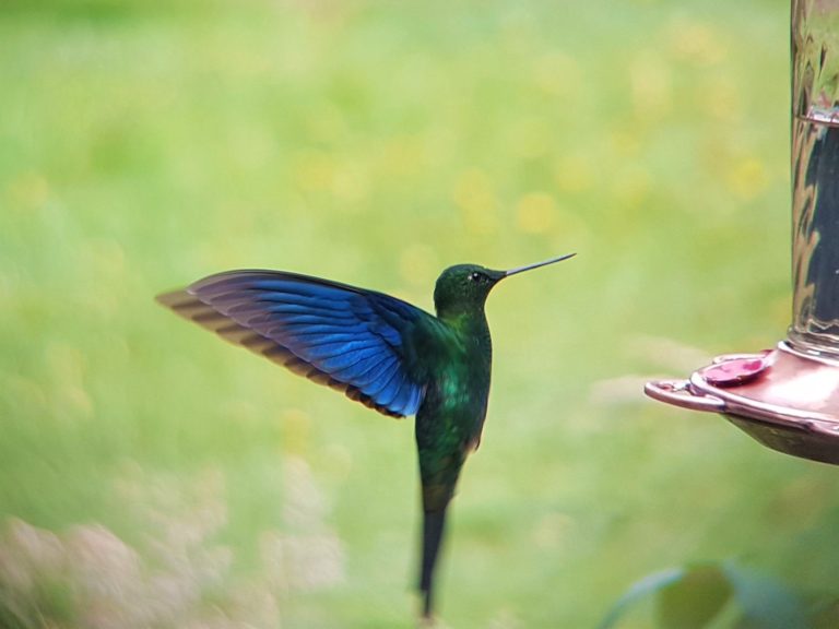 Hummingbird Sanctuary Provides Respite From Stresses of Colombia´s Bogota City Life