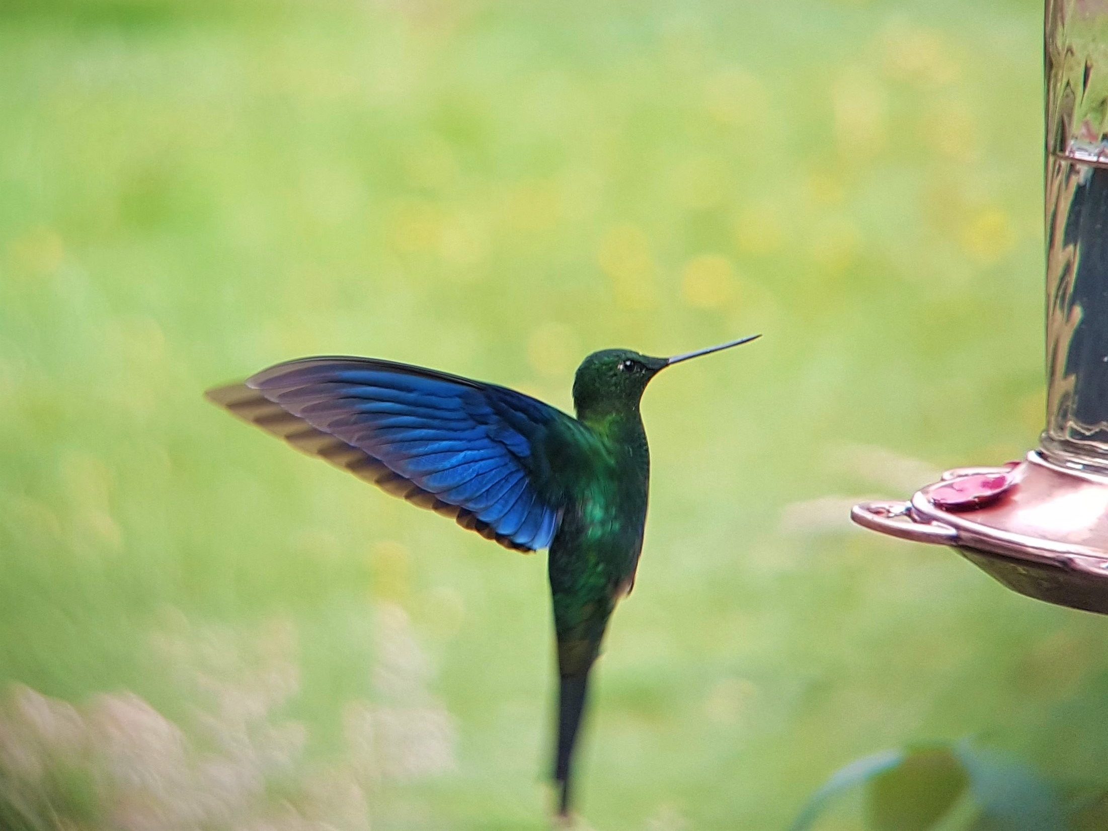 Hummingbird