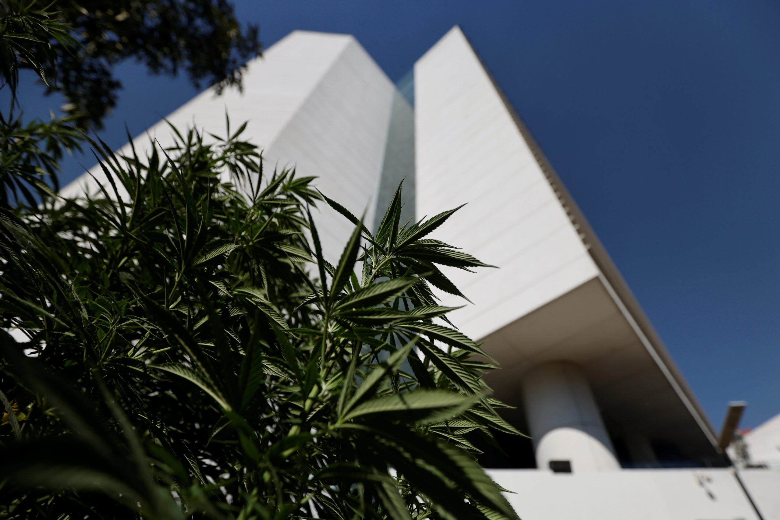 MEXICO MARIJUANA