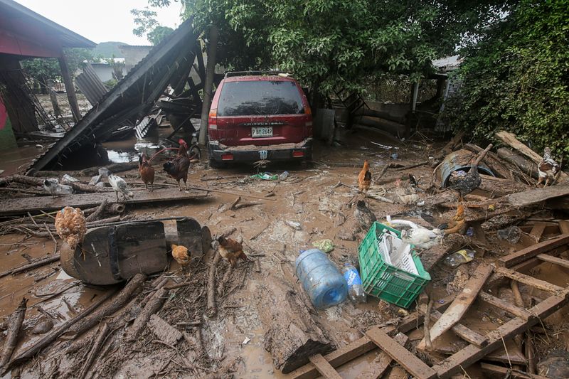 Chickens are pictured among debris and mud at the patio of a house damaged after the passage of Storm Eta, in Pimienta