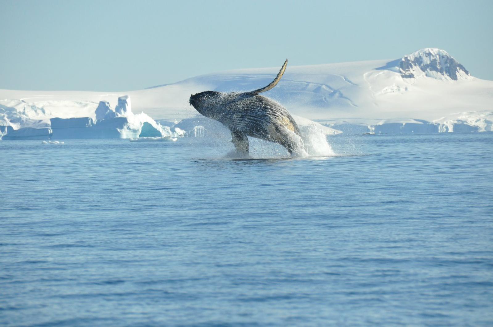 A new study shows the welcome return of humpback whales to the waters around the sub-Antarctic island of South Georgia after a century of commercial whaling decimated their populations.