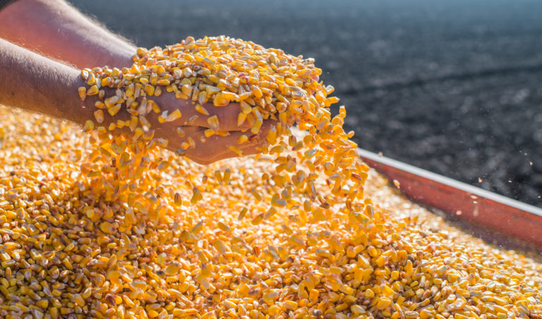 Brazil’s corn exports rise 221%, because of Ukraine’s absence