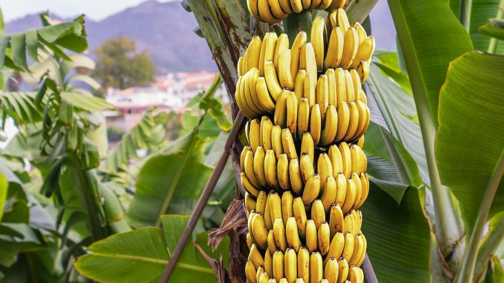 Banana colombia