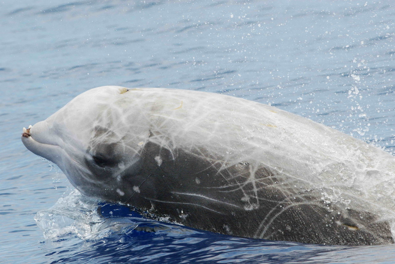 Researchers believe they have found a previously unknown species of beaked whale in waters off Mexico's western coast. If confirmed, the new species would mark a significant discovery among giant mammals.