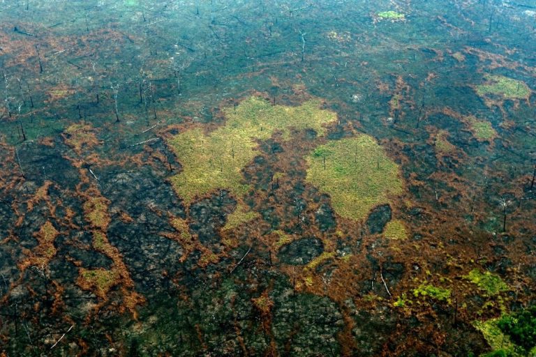 Deforestation Wiped out 8% of Amazon in 18 Years: Study