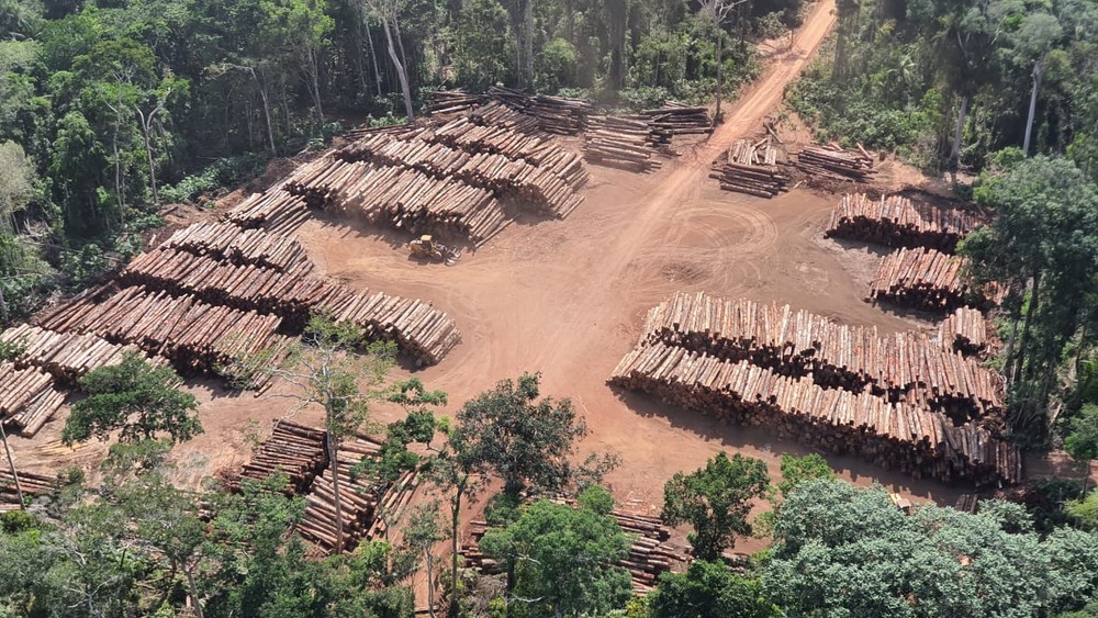 The Federal Police located over 43,000 logs along the Mamuru and Arapiuns Rivers, where Pará and Amazonas are divided.