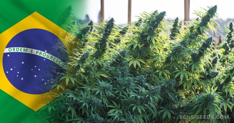 Brazil Congressman Sees Cannabis Cultivation Bill Making Progress in December