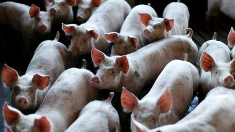 Brazil’s Pigmeat Exports to Top 1 Million Tonnes in 2020