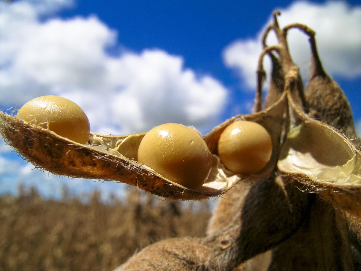 Brazilian farmers have sold 56.5% of their beans in advance through December 4th, Safras & Mercado, an agribusiness consultancy, said in a statement last Friday, December 4th.