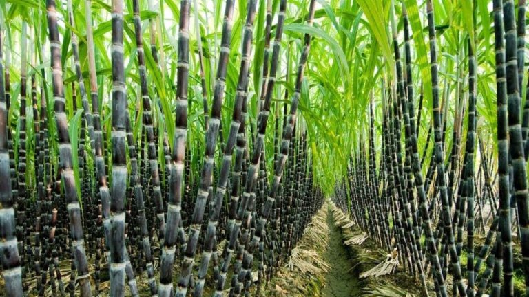 Record Brazilian sugarcane bioelectricity generation in May
