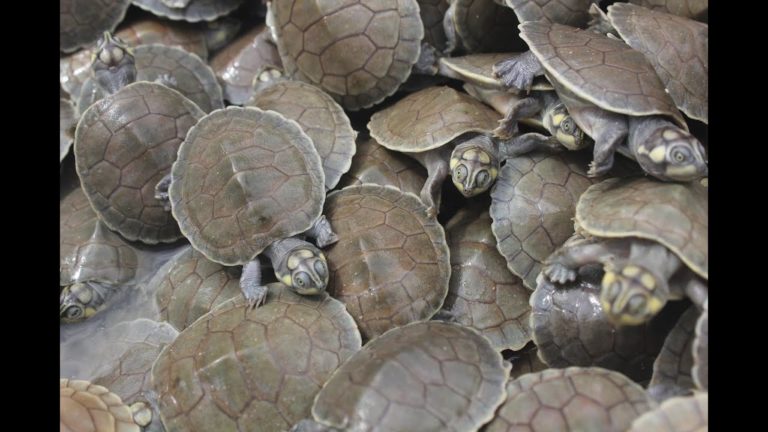 A Turtle Avalanche in Brazil: Tens of Thousands of Giant River Turtle Hatchlings