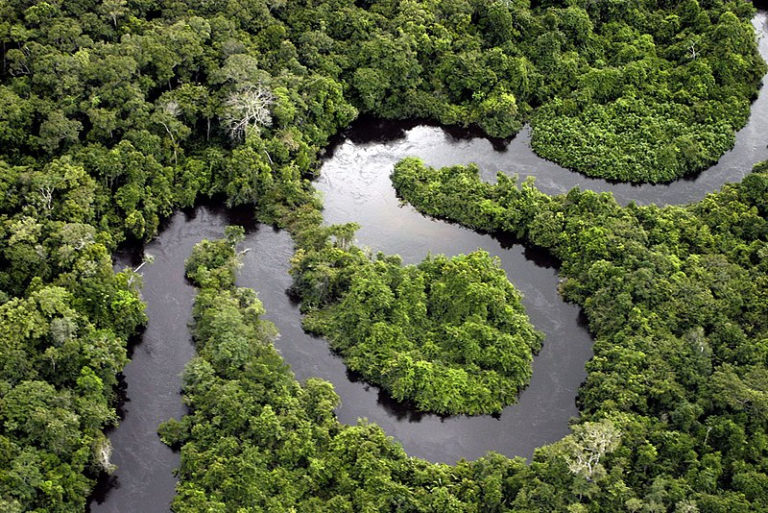 Florida Scientist Says Parts of Amazon Rainforest will Collapse, Become Arid by 2064