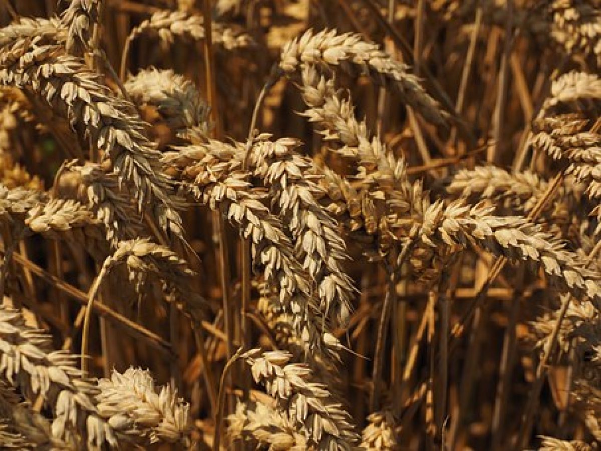 Argentina’s wheat harvest is seen at 17 million tonnes, slightly up from the previous 16.5 million tonne estimate, the Rosario grains exchange (BCR) said on Wednesday.