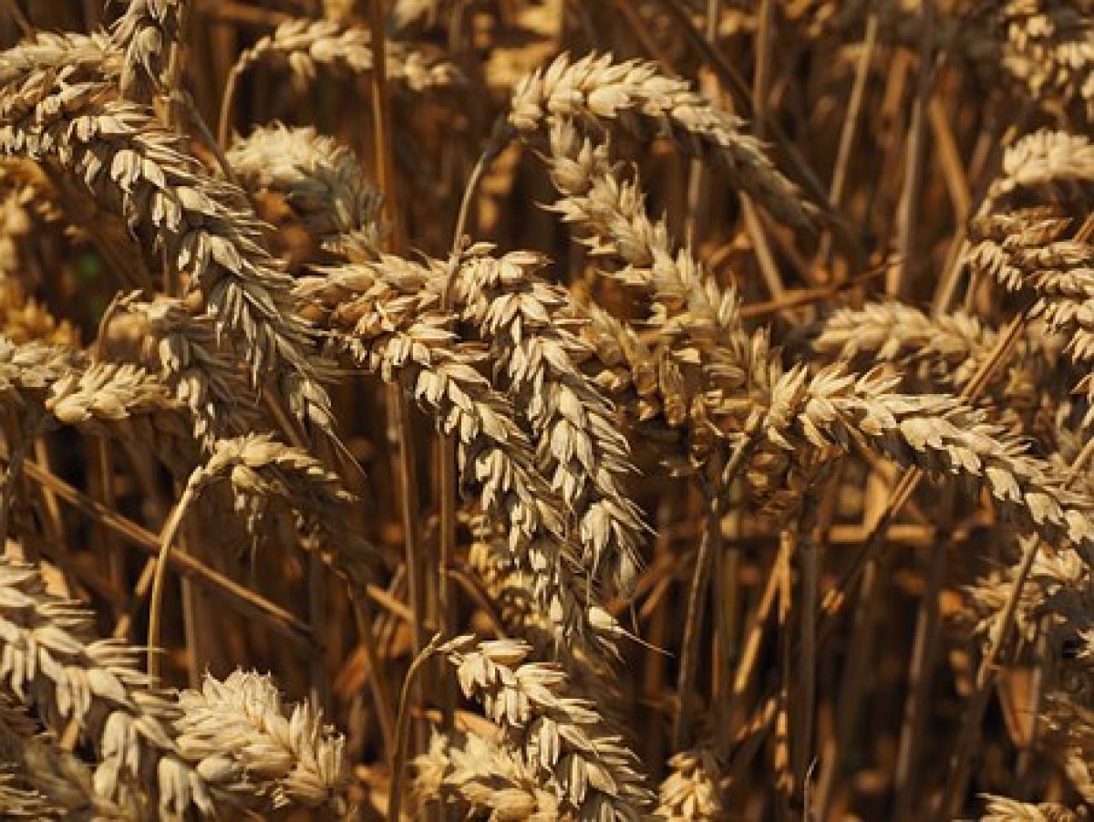 Argentina wheat production