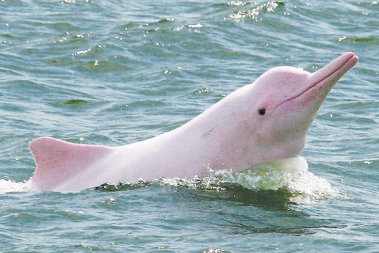 Tucuxi dolphins (Photo Internet Reproduction)