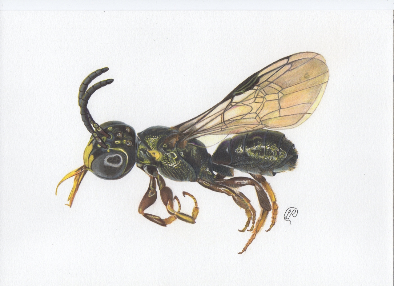  Scientist Discovers New Bee Species on Bayer Partner Farm in Brazil A new solitary bee species, known as the Ceratina (Ceratinula) fioreseana, has been discovered on a farm in Água Fria de Goiás, Brazil.
