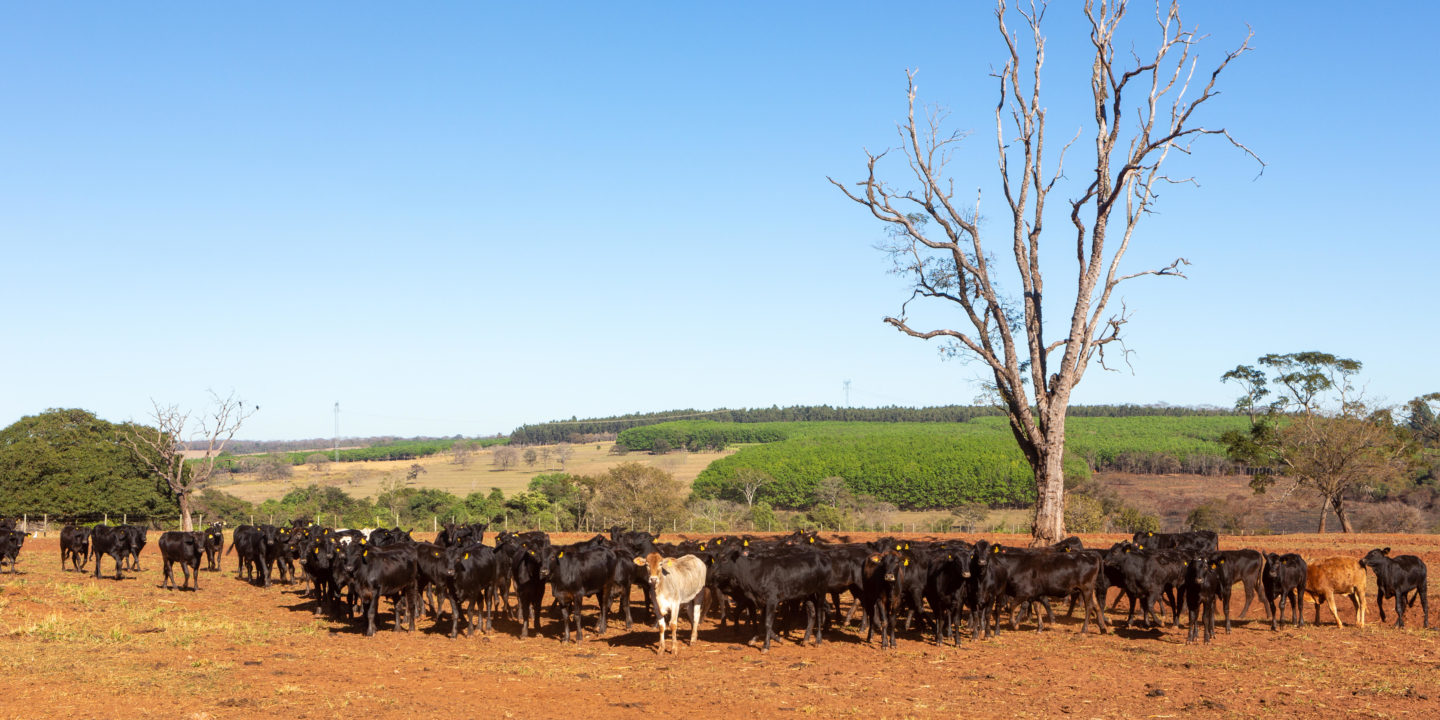 The states of São Paulo and Mato Grosso led Brazilian beef exports in 2020, a record year for the country with total sales of 2,016 million tons