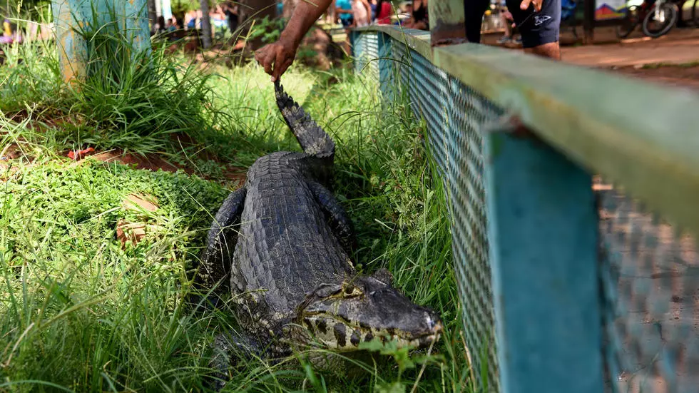 Seven caimans escaped an overflowing lagoon in Paraguay, invaded a nearby town center and terrified residents
