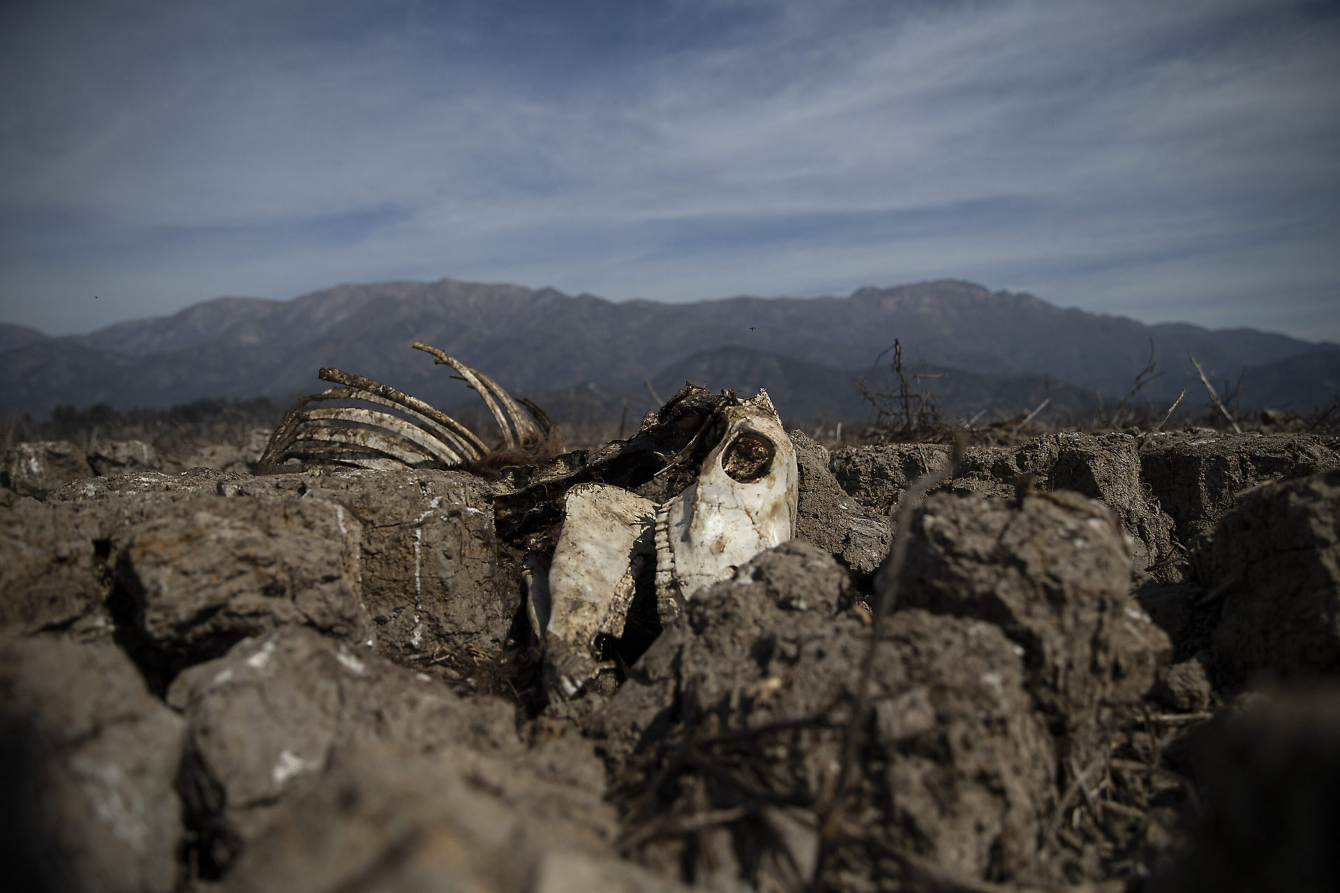 Chile Takes Measures to Help Growers During Drought | The Rio Times