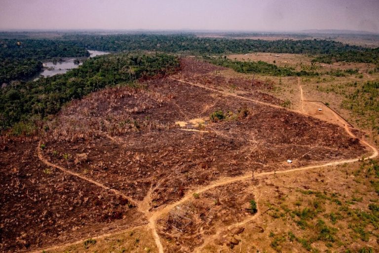 Amazon Biome Hurtles Toward Death Spiral as Deforestation Jumps in 2020