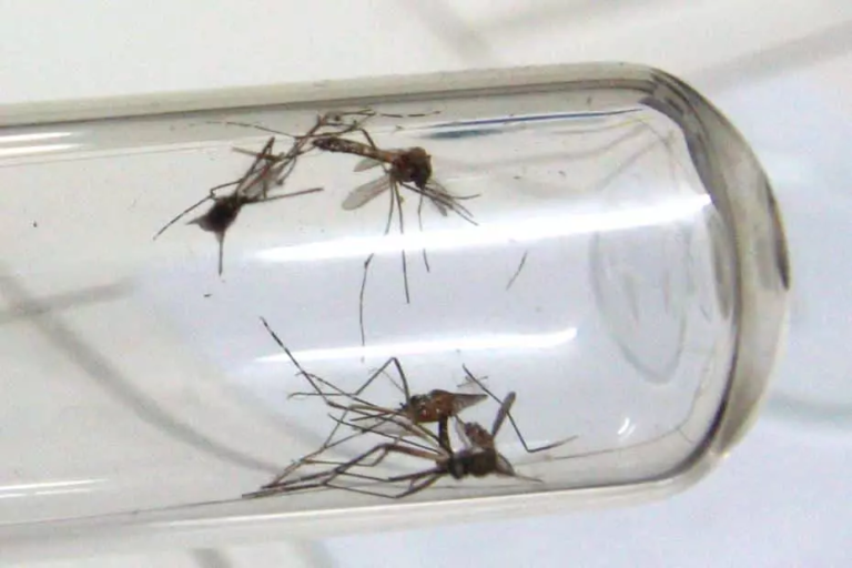 Brazil´s Minas Gerais State Reports big Decrease in Dengue in 2020