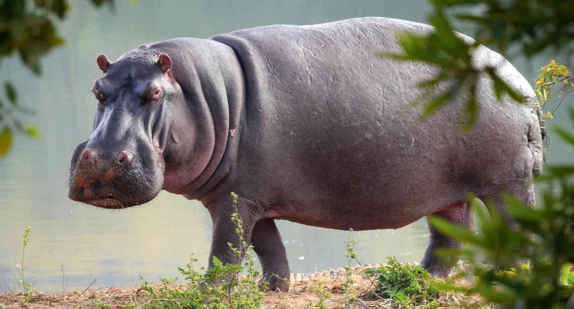 is concern that this will affect the region’s fishing industry. In Africa, hippos act as ecosystem engineers, transferring nutrients from land to lakes and sculpting new channels for water as they tread across dry earth. Some researchers have suggested they could provide a similar service in their new home