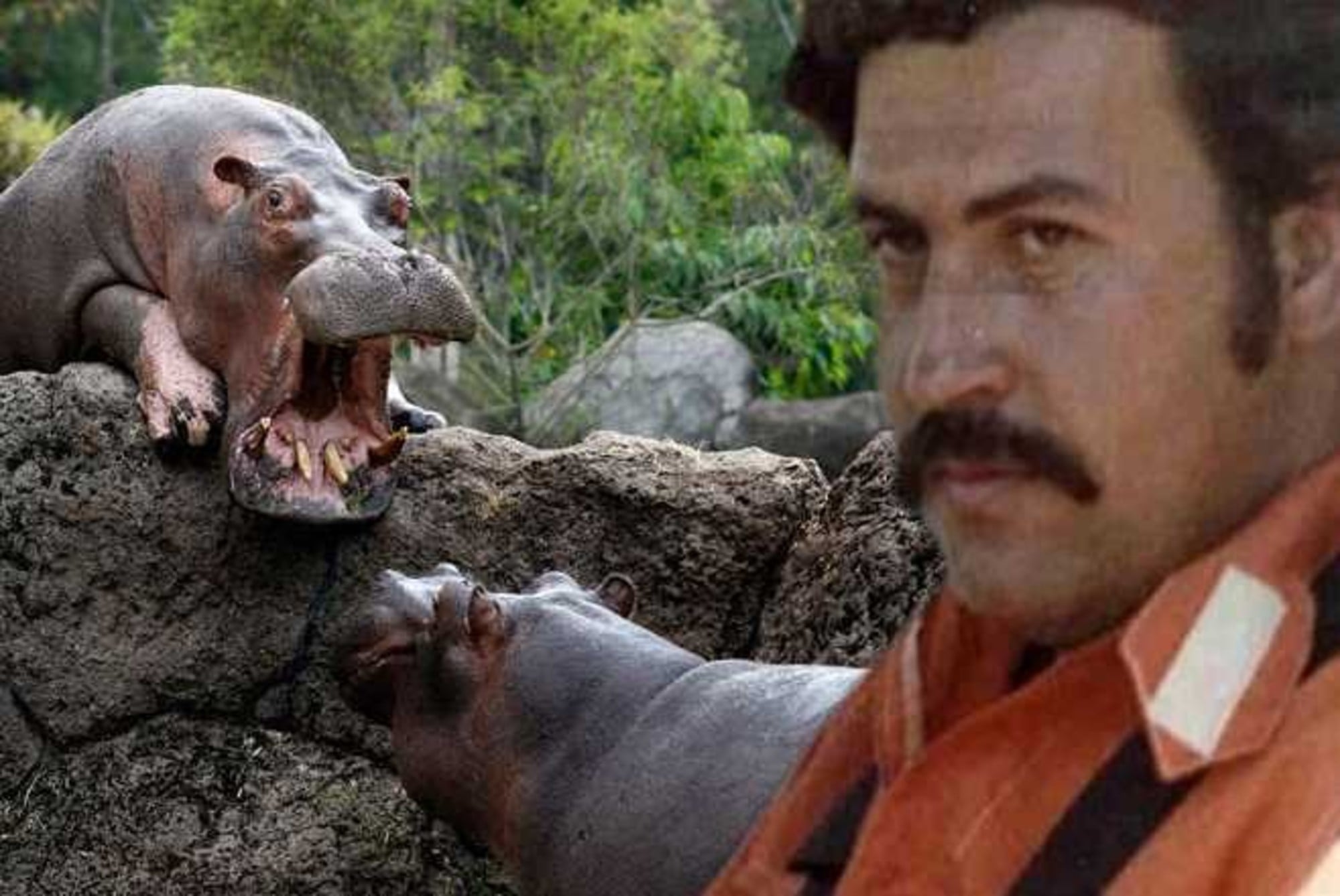 Hippos