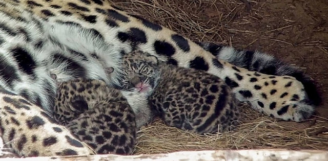 The two new cubs are offspring of two of the program’s jaguar on loan from partnering institutions: Chiqui, the father, was born in the wild but lived in a rescue center after being orphaned by a hunter; Tania, the mother, came to the center after being born and raised in a zoo