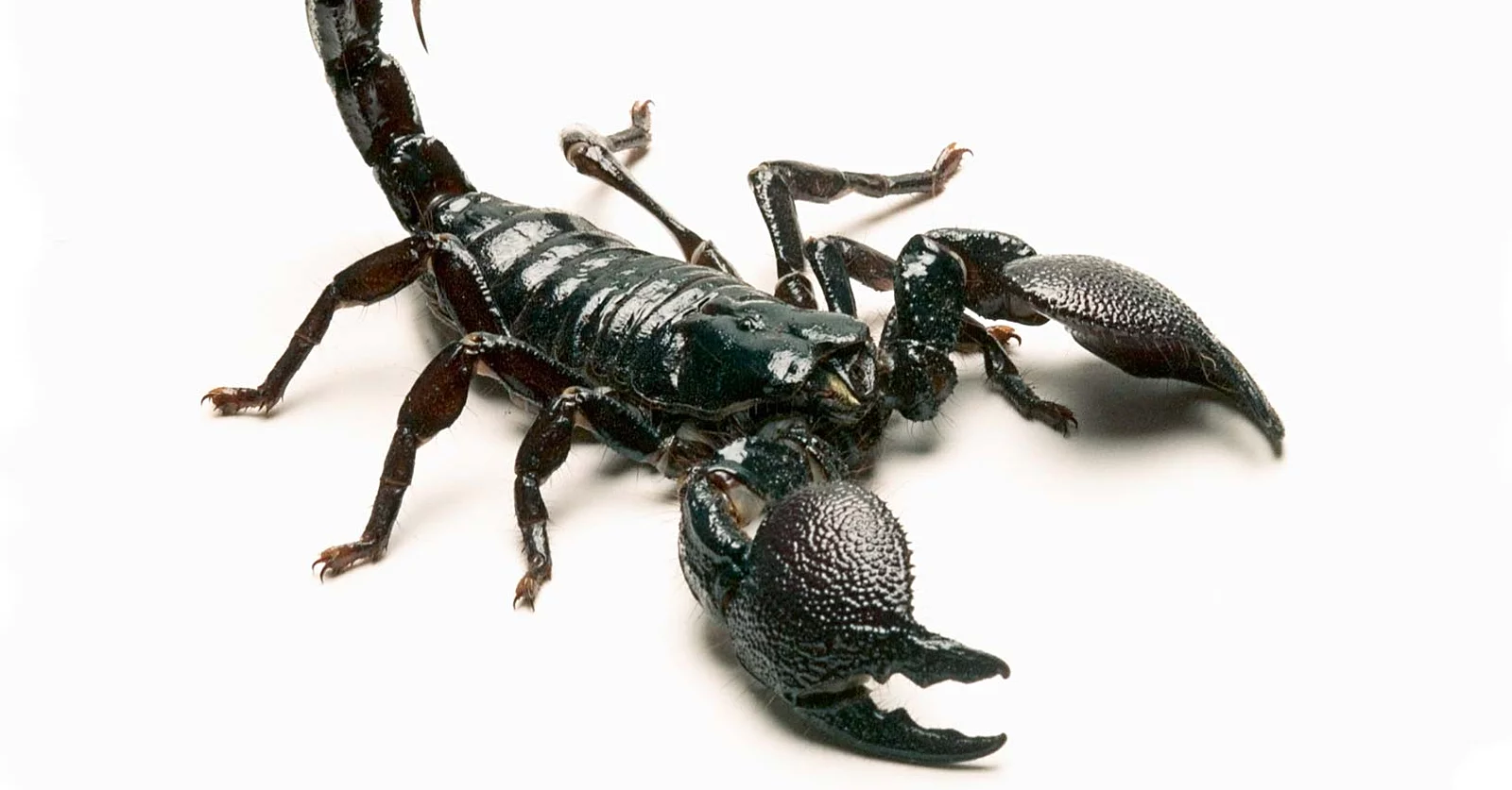 Some believe booking a ticket on a low-cost airline can have a sting in its tail and that was certainly the case for one man who flew on GOL Linhas Aereas in Brazil, only to be stung by a scorpion mid-flight.