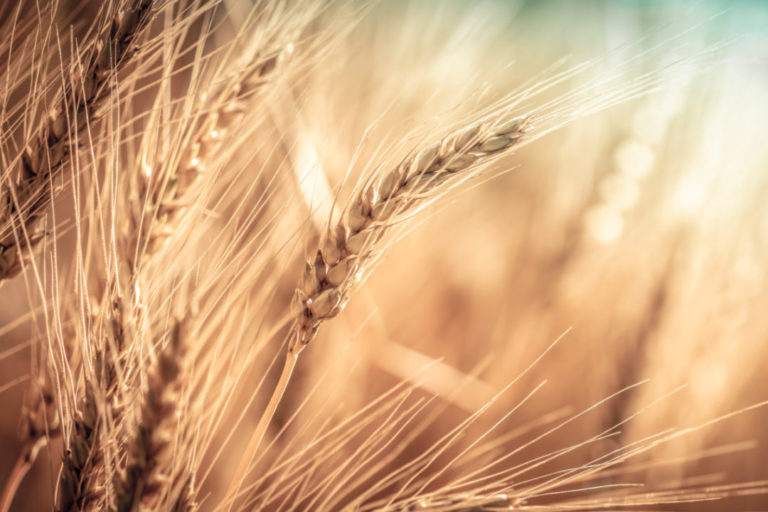 Argentina Wheat Exports Dropped 52% in December Year to Year