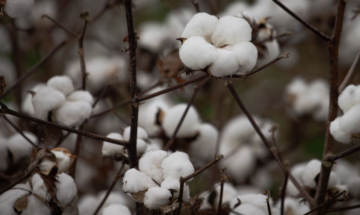cotton crops (Photo Internet Reproduction)