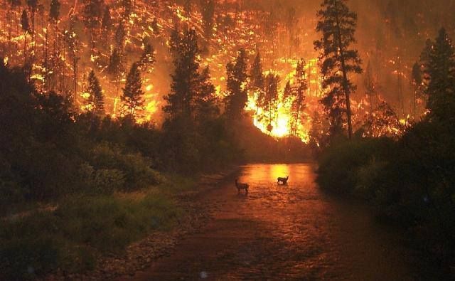 A forest fire raging for more than two weeks in Cuesta del Ternero in the Argentine region of Patagonia. (Photo internet reproduction)