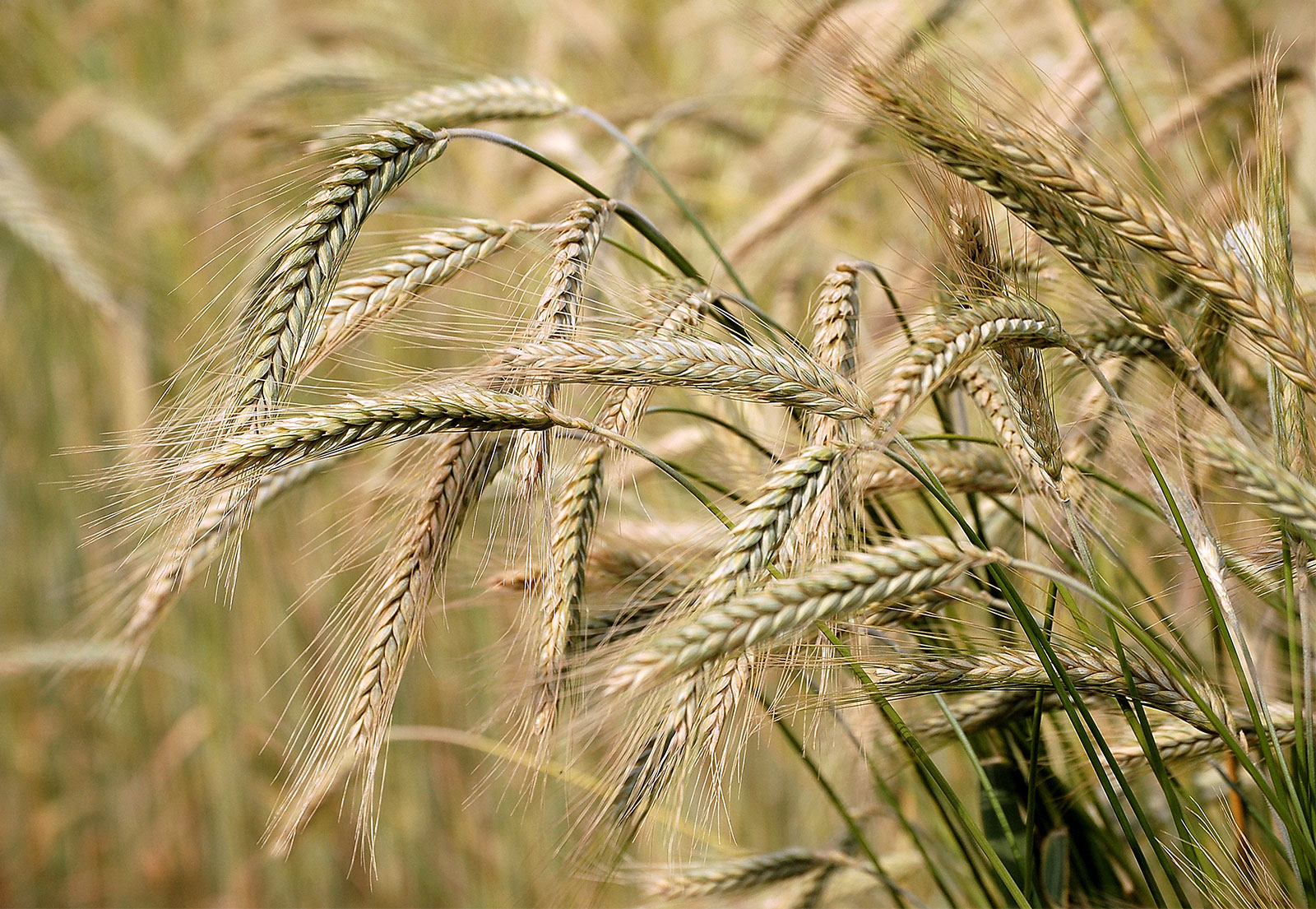 Argentine barley exports to China smash records amid Australia spat