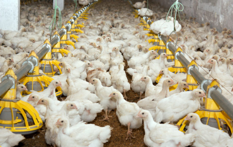 Producing Chicken in Brazil has Become Less Profitable in 2020