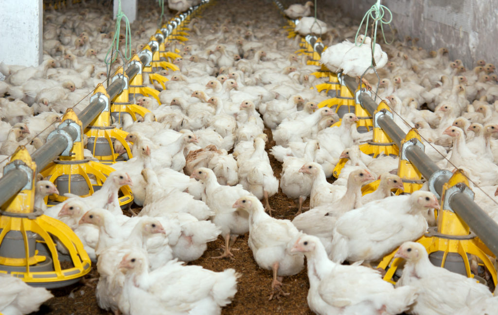 Brazil breaks chicken meat production record. (Photo Internet reproduction)