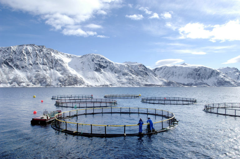 Chilean salmon farms announce ethics code to promote transparency, compliance