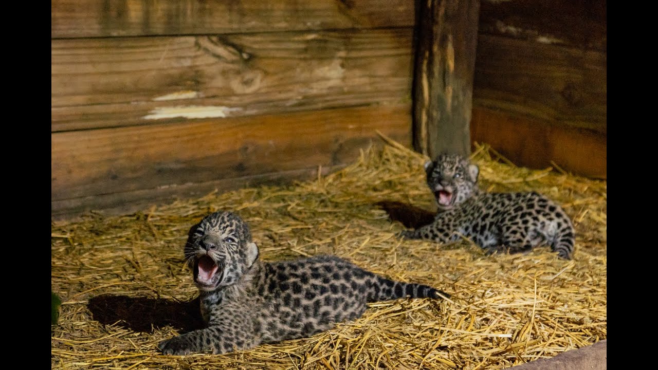 Cubs were born to Tania and Qaramta, whose name means ‘The One Who Cannot Be Destroyed’ in the regional Qom language.