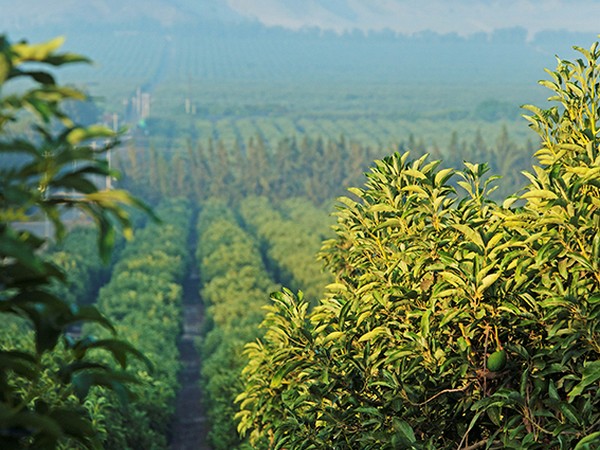 Peru avocado
