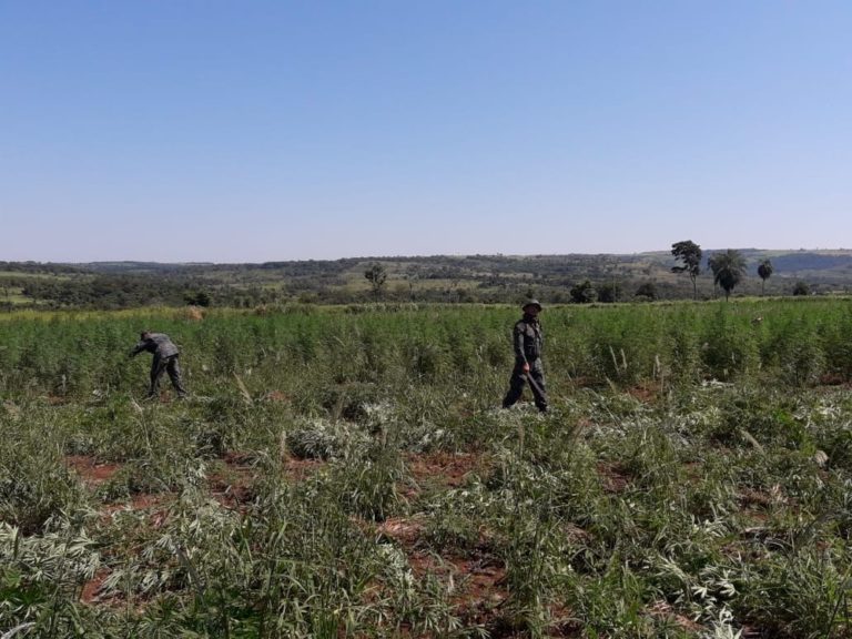 Paraguay-Brazil operation destroyed 250 hectares of marijuana and seized 6.2 tons