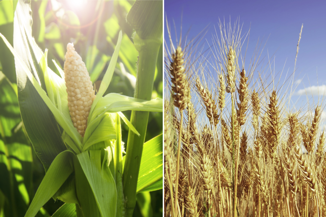 Argentina corn