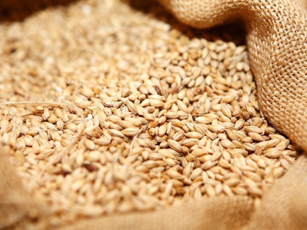 Barley